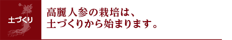 高麗人参の栽培は、土づくりから始まります。