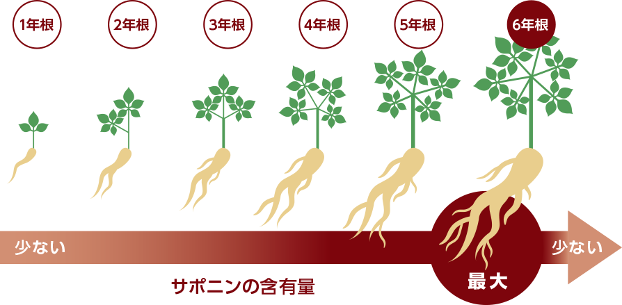 サポニンの含有量
