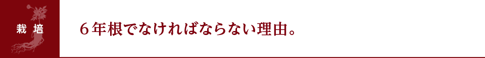 ６年根でなければならない理由。